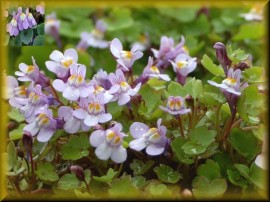 Cymbalaria Muralis-Kenilworth Iedera