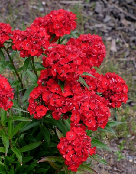 Dianthus barbatus-Garoafa turceasca Scarlet Beauty