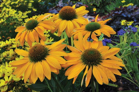 Echinacea Yellow