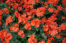 Lychnis x Haageana
