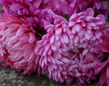 Ochiul boului-Callistephus chinensis Paeony Pink