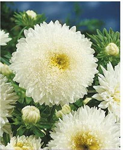 Ochiul boului-Callistephus chinensis Princess alb 