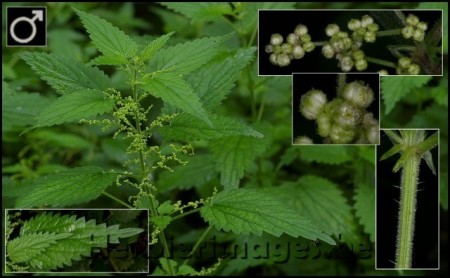 Urzica-Urtica dioica