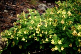 Astragalus Membranaceus