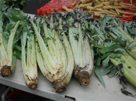 Cardon Gigante di Romagna