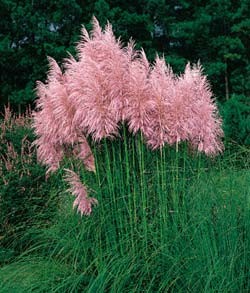 Iarbă de pampas roz
