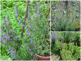Isop albastru-Hyssopus officinalis