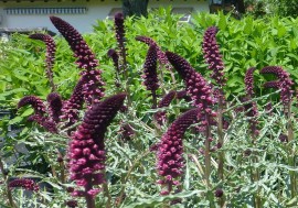 Lysimachia Atropurpurea Beaujolais