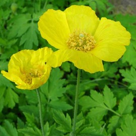 ﻿Mac Meconopsis Cambrica Yellow