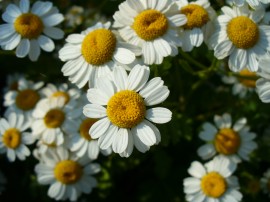 Spilcuta-Tanacetum parthenium