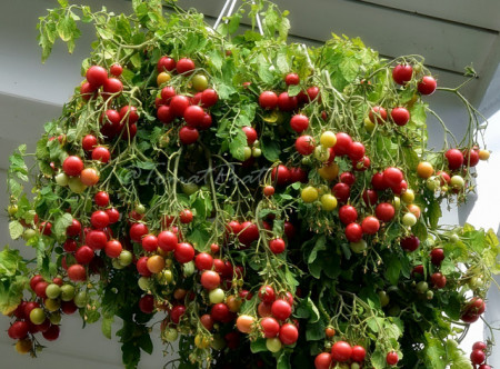 Tomate cherry Gartenperle
