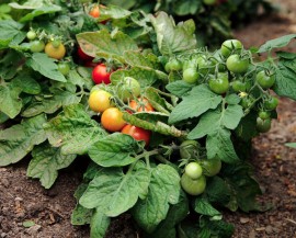 Tomate cherry Vilma