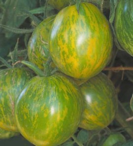 Tomate Green Zebra