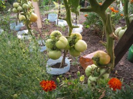 Tomate soi Romanesc UNIREA