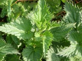 Urzica-Urtica dioica
