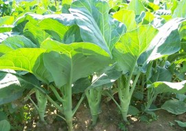 Varza Chinese Kale-Large Leaf