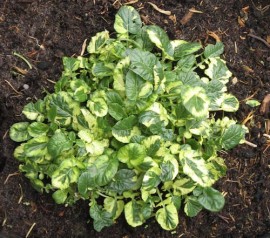 Winter Cress-Barbarea Vulgaris Variegata