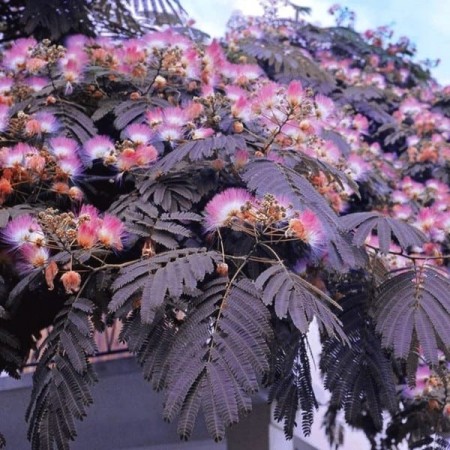 Albizia Julibrissin Summer Chocolate