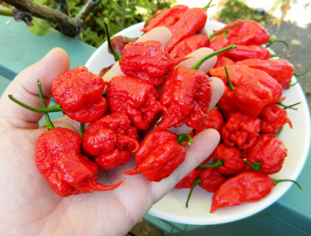 Ardei iute Carolina Reaper