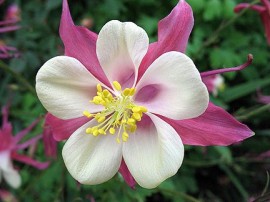 Caldarusa-Aquilegia Caerulea Rose Queen