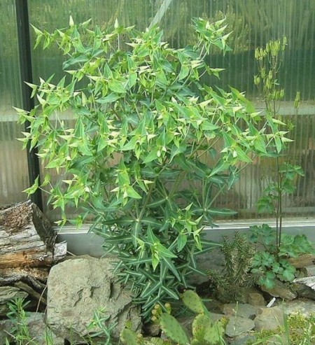 Euphorbia Lathyris-Planta Anticartita