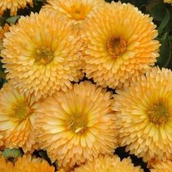 Galbenele-Calendula Off.Apricot Beauty