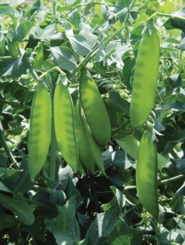 Mazare dulce-Pisum sativum