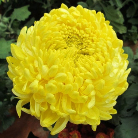 Ochiul boului-Callistephus chinensis Paeony Yellow