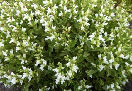 Salvia Off.Albiflora