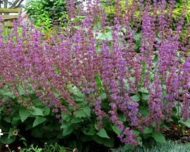 Salvia Verticillata Purple Rain