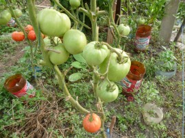 Tomate Buzau 50
