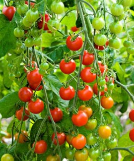 Tomate cherry Supersweet 100 F1