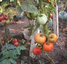 Tomate soi Romanesc Elisabeta