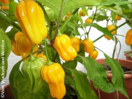 Ardei iute Habanero Mme Jeanette