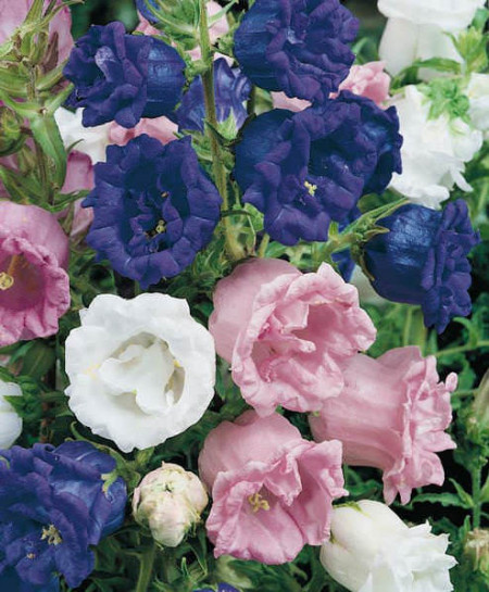 Campanula Medium Canterbury Bells double mix