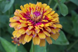 Carciumareasa Macarenia