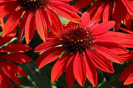 Echinacea Lakota red