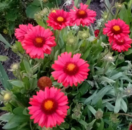 Gaillardia Aristata Burgunder