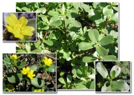 Iarba grasă-Portulaca oleracea