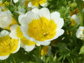 Limnanthes douglasii