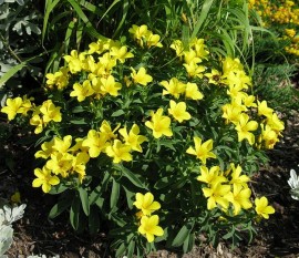 Linum flavum Compactum-In decorativ galben