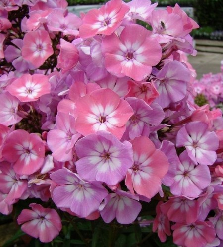 Phlox Drummondii Leopoldii