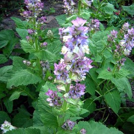 Salvia sclarea-Serlai