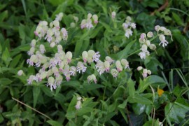 ﻿Stridolo-Silene vulgaris