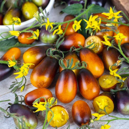 Tomate cherry Indigo Pear Drops