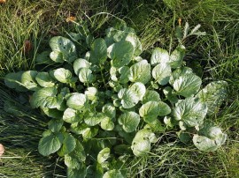 Winter Cress-Barbarea Vulgaris