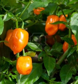 Ardei iute Habanero Orange