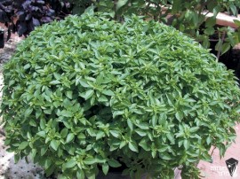 Busuioc Minette