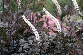Cimicifuga Racemosa Atropurpurea
