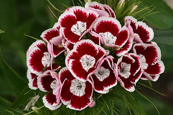 Dianthus barbatus-Garoafa turceasca Holborn Glory
